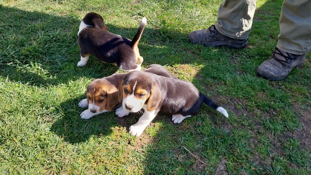 Бигъл Бигълчета Чистокръвни