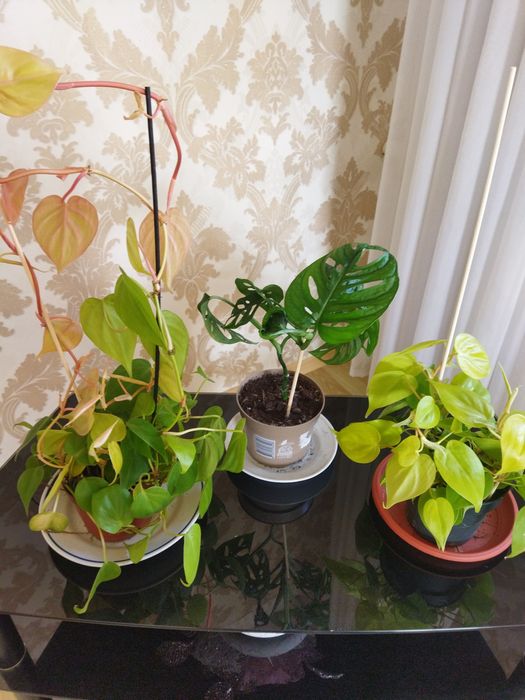 Комнатные цветы продам