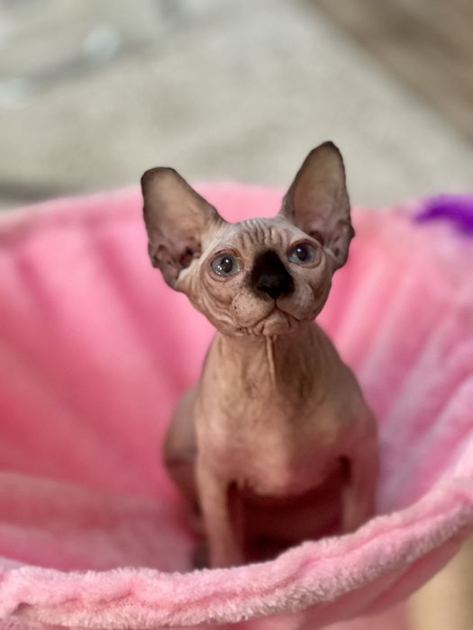 Sphynx cu pedigree si teste