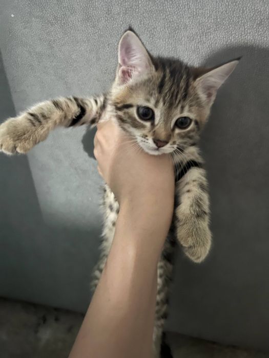 Отдаю  котят очень ласково и игровые