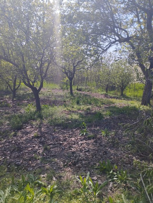 Продава се Къща в с. Осен, Област Силистра - 150 кв.м за 143 €/кв.м - Снимка #23