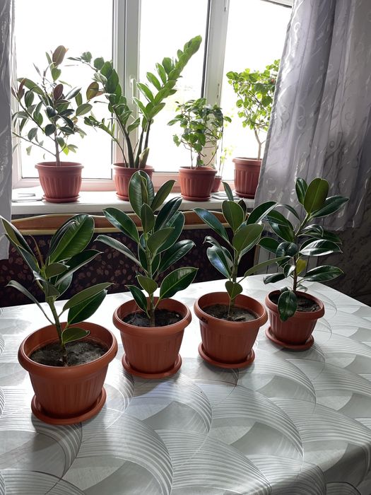 Продам цветы к 8 марту