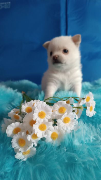 Девочка  щенок продам