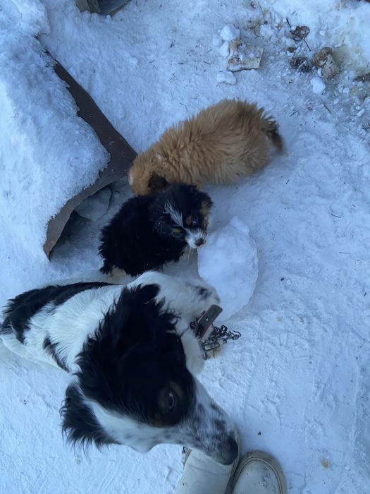 Отдам зенка в добрые руки