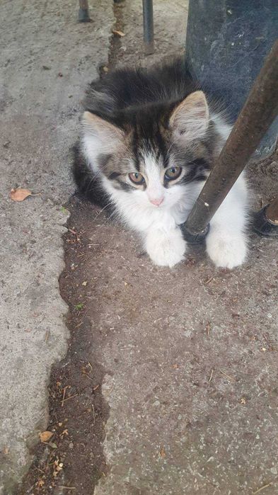 Три пухкави съкровища търсят дом!