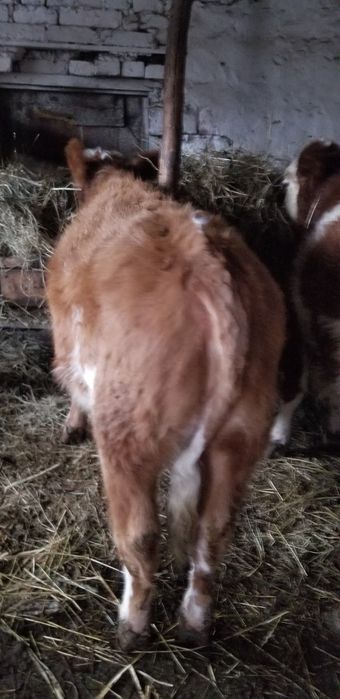 Vand vitele intarcate