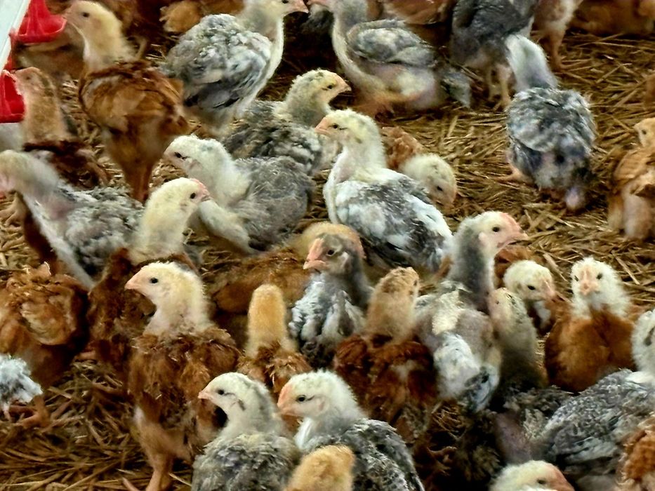 Pui rasă mixtă pentru carne și ouă