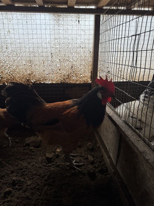 Forverk xo’roz tayyor 250 ming so’m