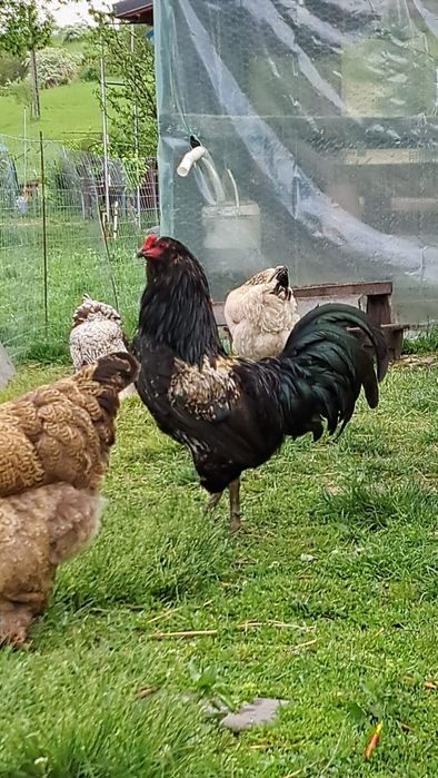 Vând cocoș ameraucana ( rasă ouă verzi) 200 lei