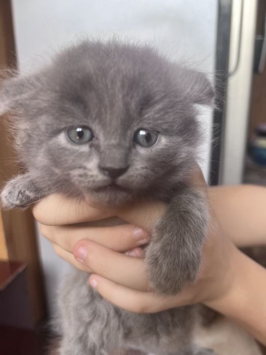 Продаеться котята чистокровной 2 месяца