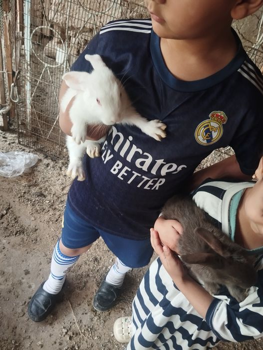 Quyon la sotiladi yoqimtoy va sogʻlom 1yarim oylik