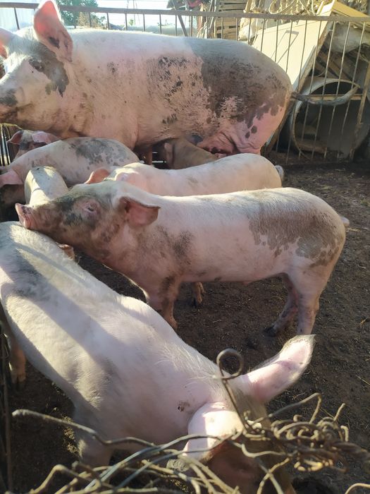 Поросята 2,5 месяца.Свои