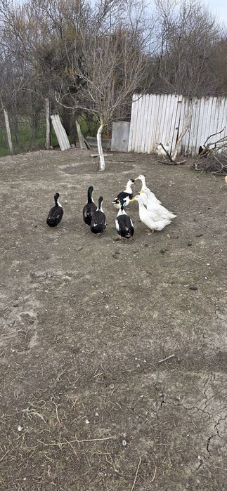 Rate românești de vanzare