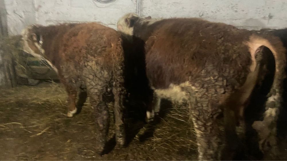 1 жасар ак бас бука