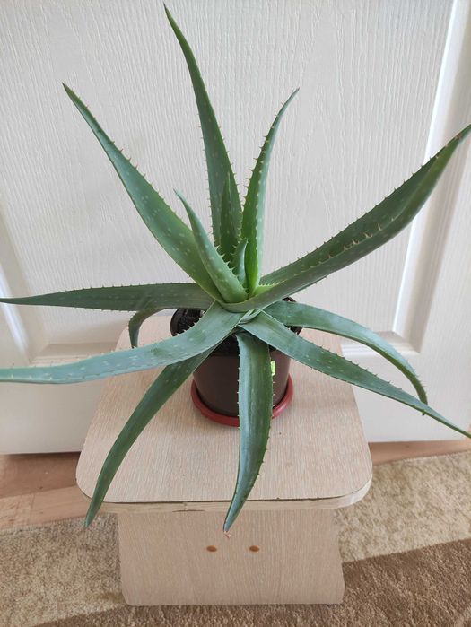 Алоэ  растение .