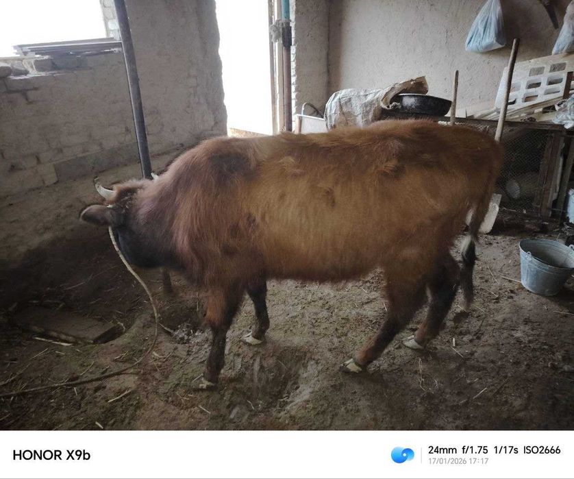 Qashar Mal jemlengen