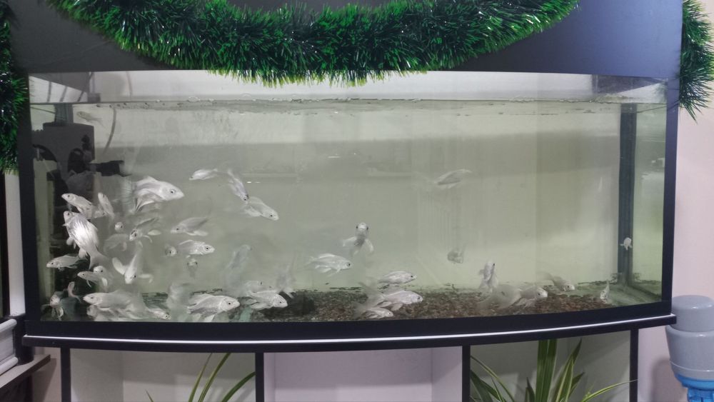 Аквариум баликлари билан сотилади