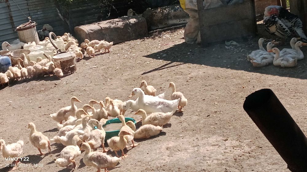 Үйрек сатылады/ Продам утки