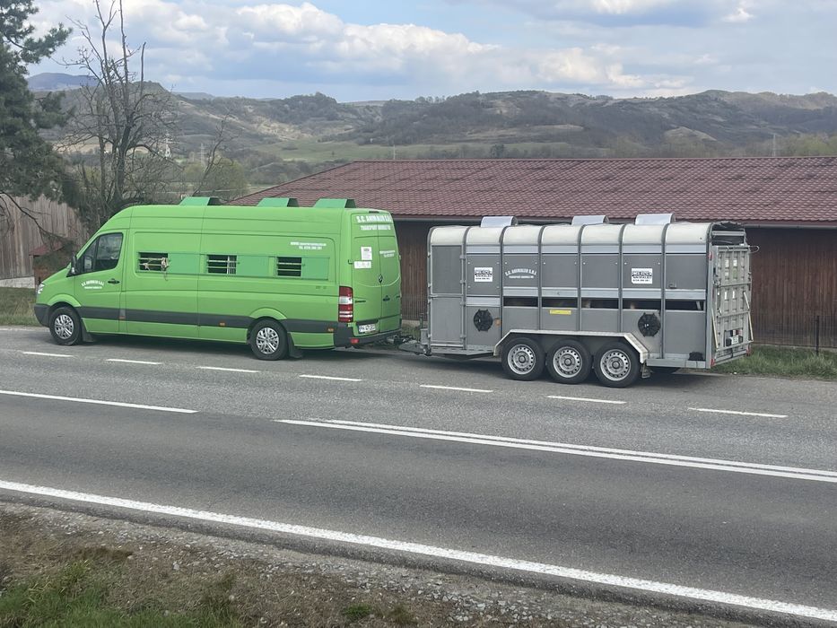 Transport animale vii autorizat