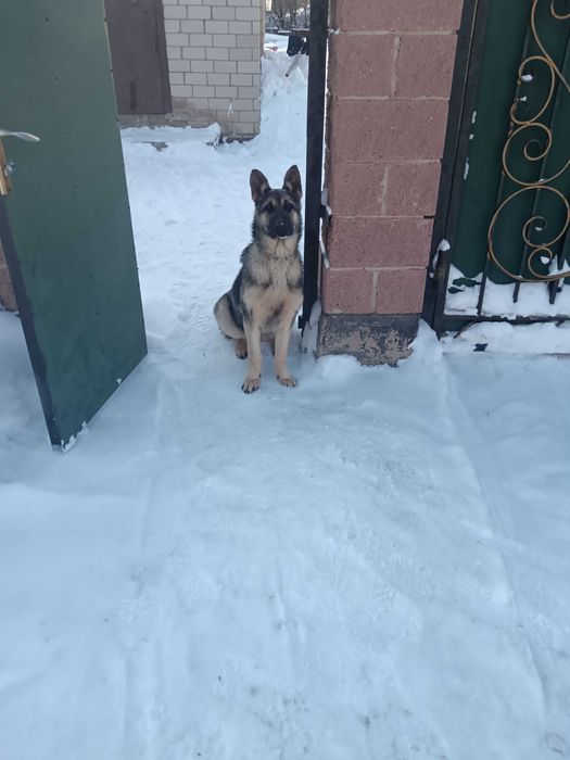 Вязка ВЭО немецкая