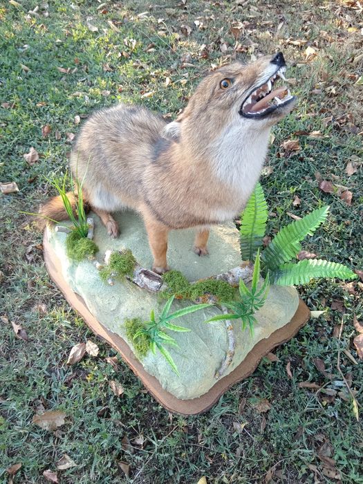 Препариран Чакал продавам