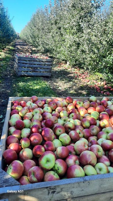 Vând Mere Falticeni