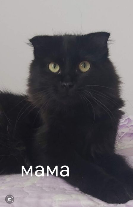 Котята от шотландской кошки