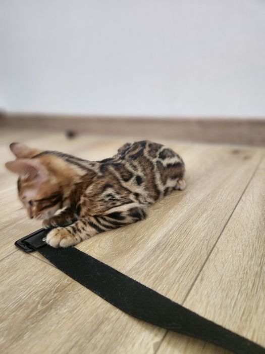 Bengal mushuk bolasi
