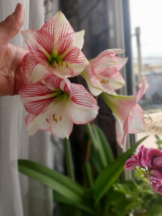 Продам лилию комнатную