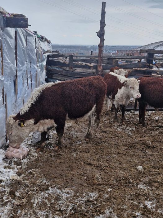 Продаются быки полторашки