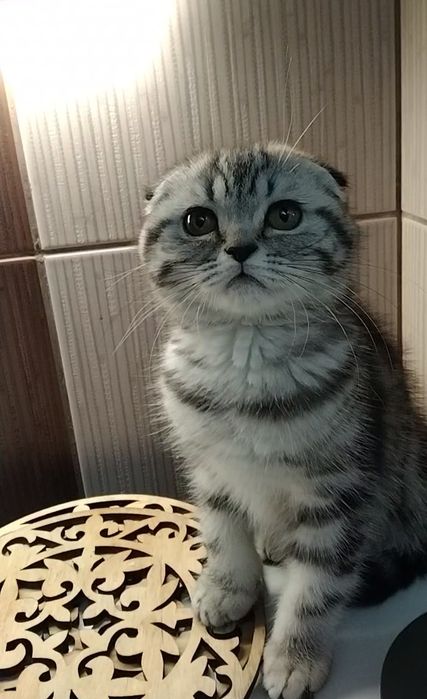 Шикарная Шотландская девочка - фолд.