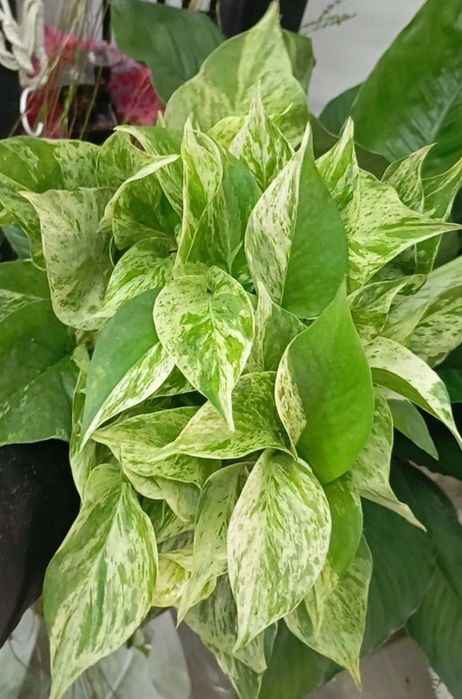 Эпипремнум марбл пиннатум снежная королева энжой