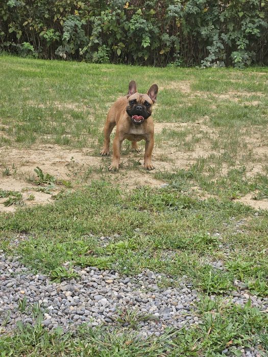 Bulldog Francez Mascul pedigree FCI