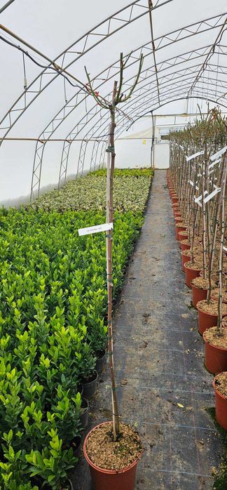 Щамбова роза (Роза Дръвче)