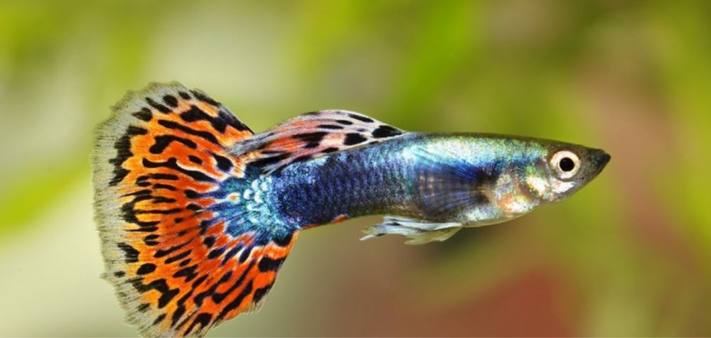 Продам гуппи  продам