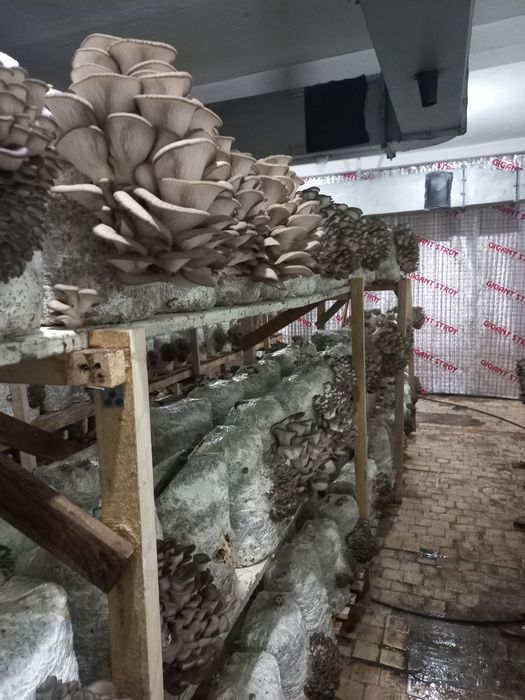 Вешенка уруглари