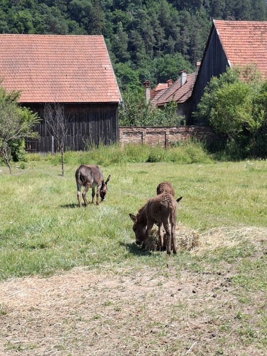 Magarite si un armăsar de vânzare