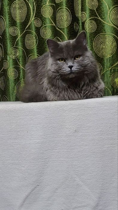 SScottish straight Vyazka(Qo'shishga)