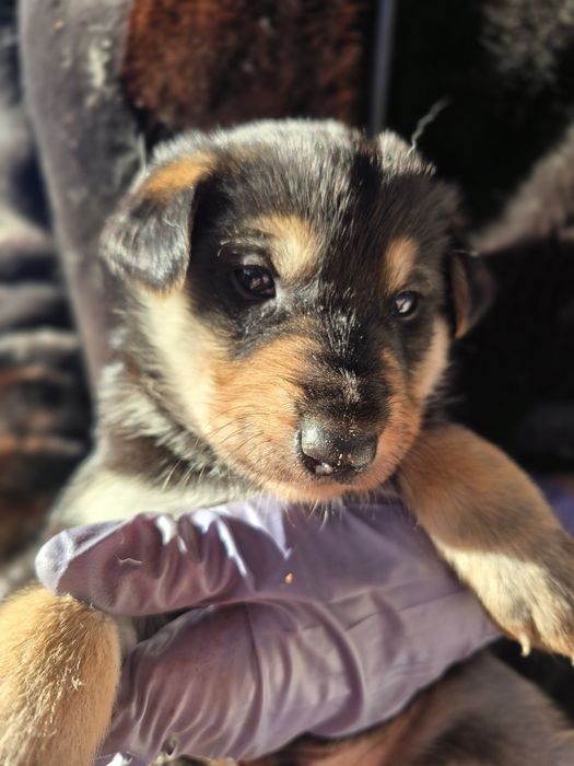 Ищут дом малыши, мальчики и девочки