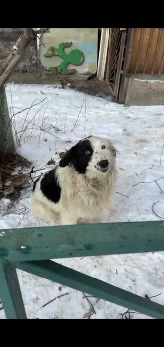 Собака в хорошие руки