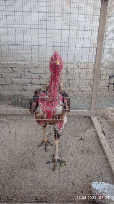 Xoroz sotiladi tulak