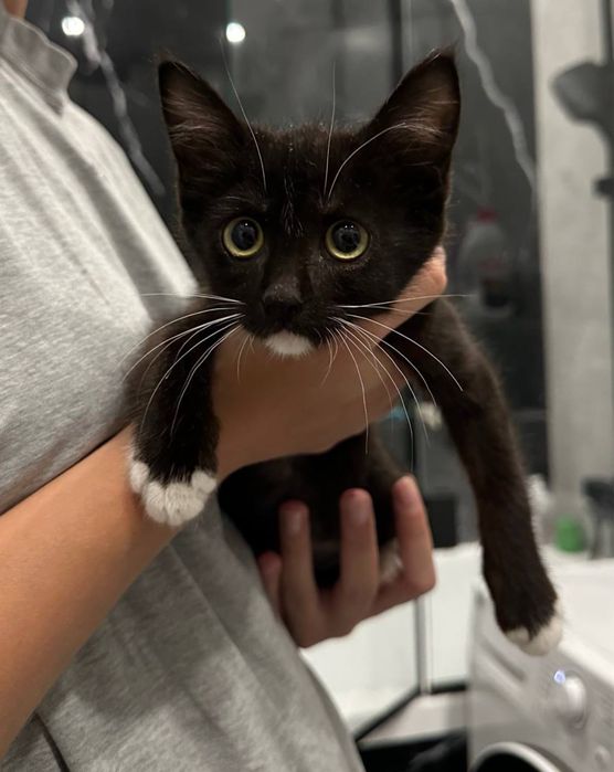 Котенок в добрые руки