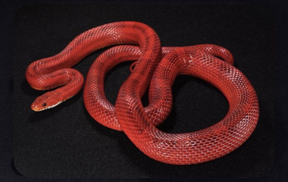 Маисовый полоз Bloodred