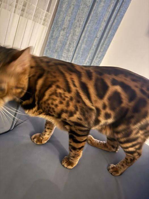 Продам котеночка
