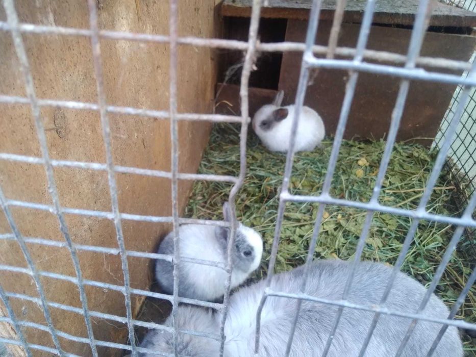 Декоративные кролики