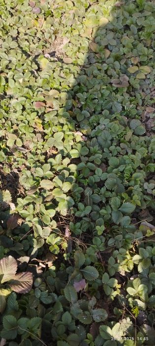 Продам землянику