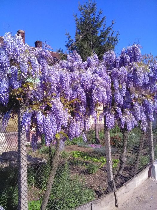 Puieți Glicina (Glycina, Wisteria)