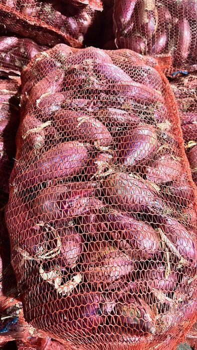 Ceapa de apa rosie calitate