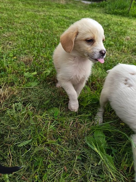 Adoptie pui caine