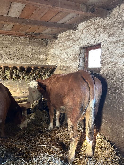 Vaca gestantă de vanzare